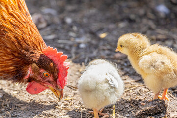 Hen with chickens on the organic household yard. Authentic farm series