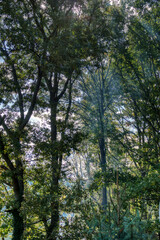 Mist in the woods in early morning
