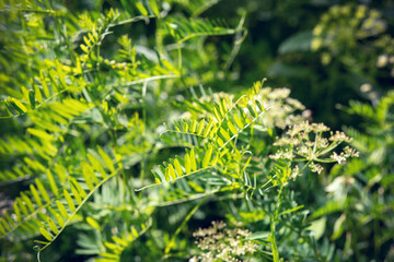 field plant with small leaves in natural environment, macro, blurred background