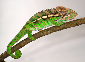 Madagascar warty chameleon / Warzenchamäleon (Furcifer verrucosus)