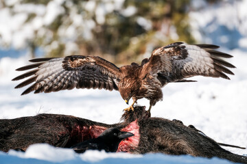 Common buzzard on the carcass