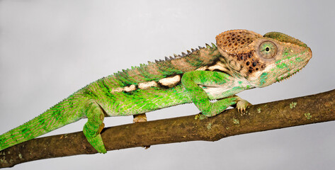 Madagascar warty chameleon / Warzenchamäleon (Furcifer verrucosus) © bennytrapp