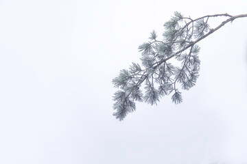 frost covered branches