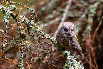 The Eurasian scops owl ,Otus scops, European scops owl in forest