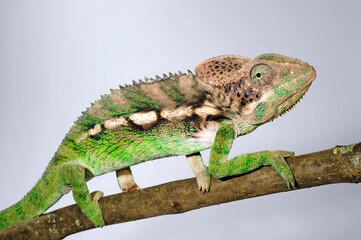 Madagascar warty chameleon / Warzenchamäleon (Furcifer verrucosus) © bennytrapp