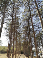 pine forest in winter, 
kam, kirsehir, 