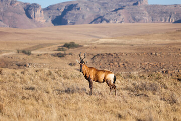 A Red hartebeest antelope standing in the field with his head up. A reddish-brown animal with black...