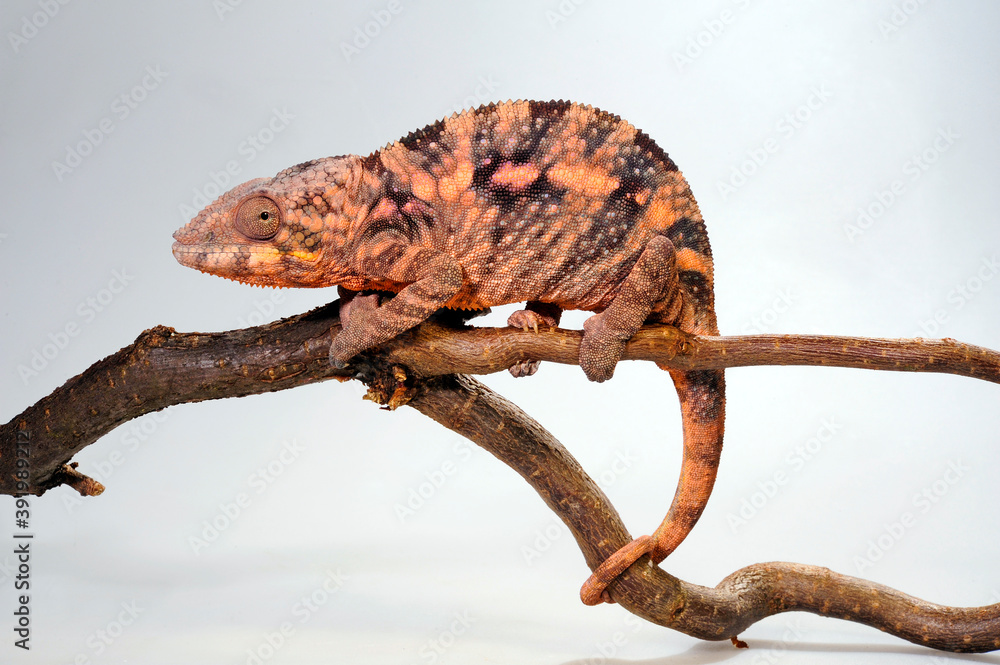 Wall mural female Panther chameleon // weibliches Pantherchamäleon (Furcifer pardalis) 