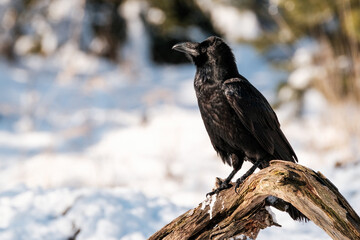 Fototapeta premium Raven on the carcass