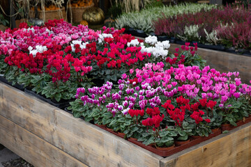 Variety of potted cyclamen persicum plants in red, pink, white colors at the greek garden shop in October.