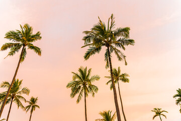 Fototapeta premium Beautiful coconut palm tree on sky with cloud