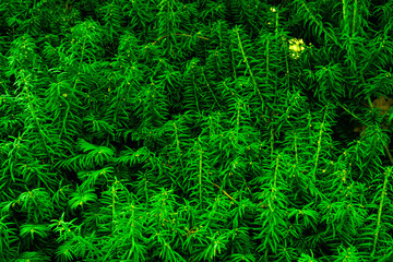green fern background
