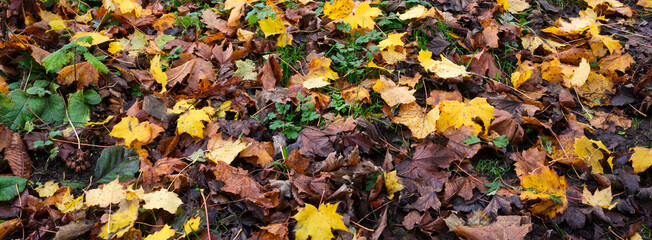 Autumn colours and a carpet of Swedish Sycamore leaves brightens a dull November afternoon