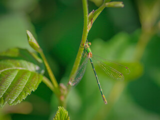 Lestidae damselfly (spreadwing, spread-winged damselfly) on green twig