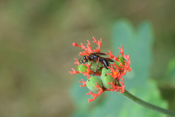 A bee or wasp lying dead on a red flower in the garden