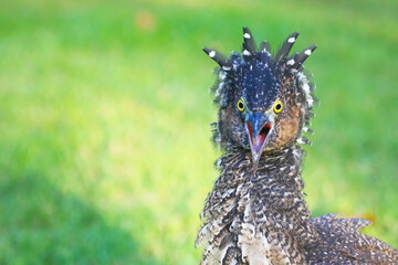 Malaysian Night Heron, The young birds are feeding on the lawn