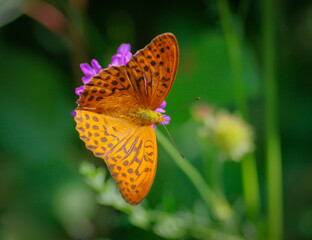 The silver-washed fritillary butterfly on flower of field scabious