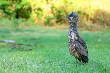 Malaysian Night Heron, The young birds are feeding on the lawn