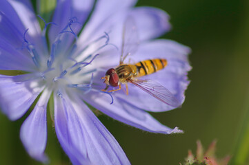 Marmalade hoverfly (Episyrphus balteatus) on a bright blue flower of common chicory