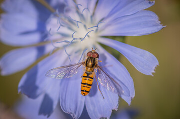 Marmalade hoverfly (Episyrphus balteatus) on a bright blue flower of common chicory
