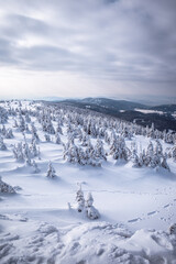 Fototapeta na wymiar Frozen Trees in the Winter