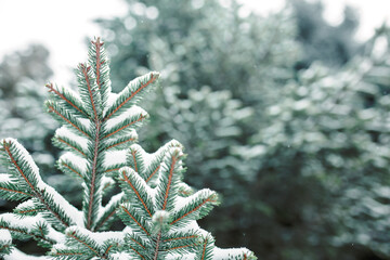 Spruce branch in the snow with short needles close-up. Natural background, green Christmas tree...