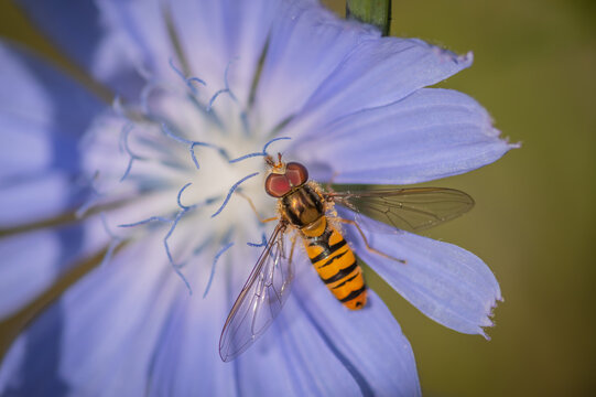 Marmalade hoverfly (Episyrphus balteatus) on a bright blue flower of common chicory