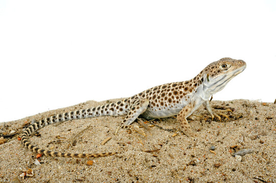 Leopardleguan // long-nosed leopard lizard (Gambelia wislizenii)