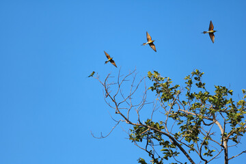 Blue-tailed bee-eater, A bird caught a branch and flew in the sky