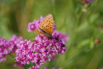 Lesser marbled fritillary (Brenthis ino) butterfly on purple flower of broad-leaved thyme
