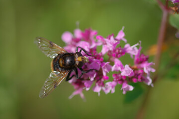 Hoverfly Volucella bombylans on purple flower of broad-leaved thyme