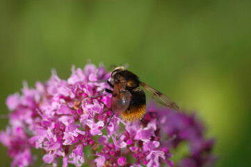 
Hoverfly Volucella bombylans on purple flower of broad-leaved thyme

