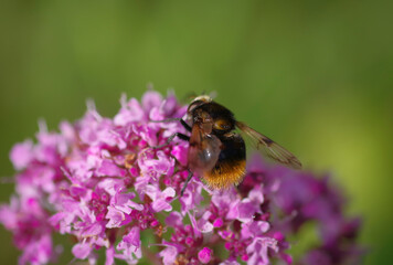 Hoverfly Volucella bombylans on purple flower of broad-leaved thyme
