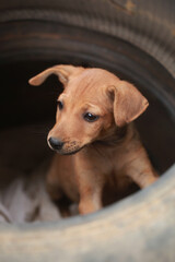 funny brown puppy in an old black car tire tire