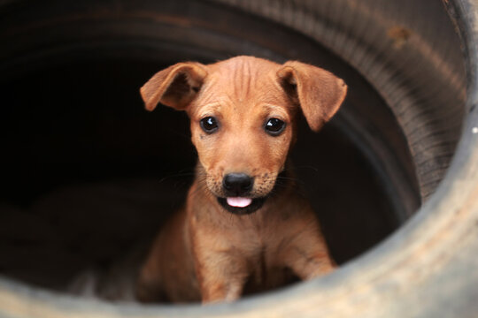 funny brown puppy in an old black car tire tire - Powered by Adobe