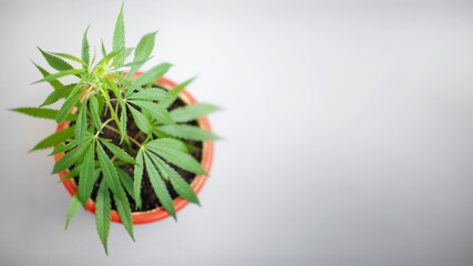 Growing hemp bush in pot at home on a windowsill. Beautiful background of green leaves on cannabis bush, copy space with blurred background