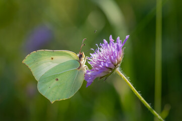 Closeup of common brimstone (Gonepteryx rhamni) butterfly on pink flower of field scabious in the meadow
