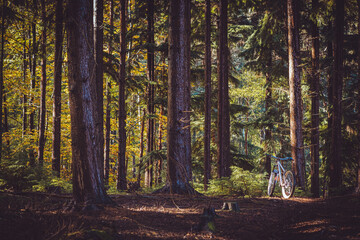 Mountain bike in autumnal forest 