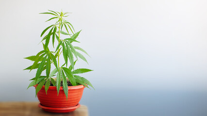 The concept of growing hemp bush, marijuana bush in pot at home on windowsill. Beautiful background of green leaves on cannabis, copy space with blurred background