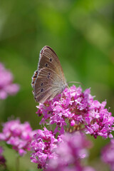Ringlet (Aphantopus hyperantus) butterfly on purple flower of broad-leaved thyme