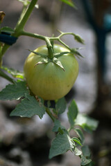 vertical closeup of a green small tomato fruit