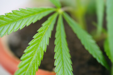 The concept of growing hemp bush, marijuana bush in pot at home on windowsill. Beautiful background of green leaves on cannabis, copy space with blurred background