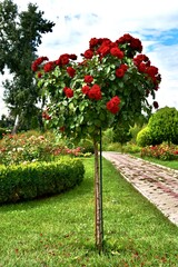 Red rose tree in the botanical garden, Moldova