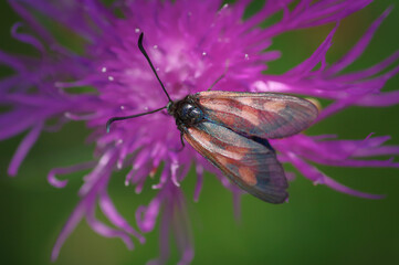 Closeup of brightly coloured, day-flying moth Zygaena sp. on purple flower of brown knapweed