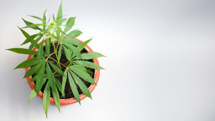 The concept of growing hemp bush, marijuana bush in pot at home on windowsill. Beautiful background of green leaves on cannabis, copy space with blurred background