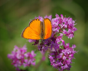 The scarce copper (Lycaena virgaureae) butterfly on purple flower of broad-leaved thyme
