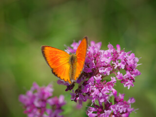 The scarce copper (Lycaena virgaureae) butterfly on purple flower of broad-leaved thyme
