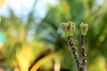 Bastard poom trees, The buds of the trees growing in the garden