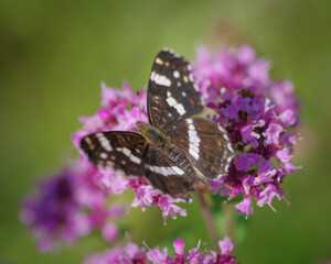 The map butterfly (Araschnia levana) on purple flower of broad-leaved thyme