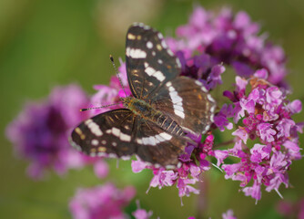 The map butterfly (Araschnia levana) on purple flower of broad-leaved thyme